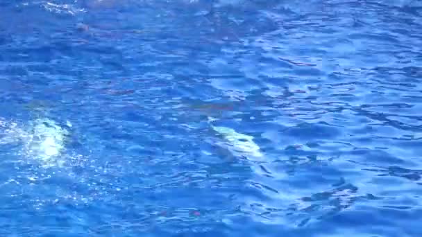 Delphine Show Großen Pool Wassersäugetiere Schwimmen Springen Spielen Und Planschen — Stockvideo