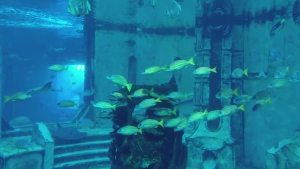 Fische Fische Und Stachelrochen Aquarium Tank Blue — Stockvideo