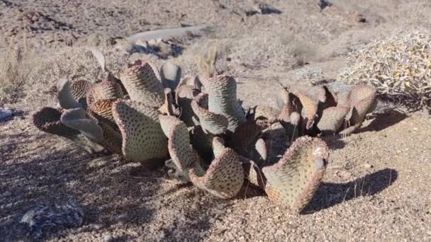 Kakteen Pflanze Cactaceae Caryophyllales Der Wüste — Stockvideo
