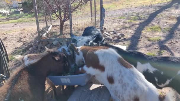 Cabras Lindas Capra Hircus Comer Heno Una Granja — Vídeos de Stock