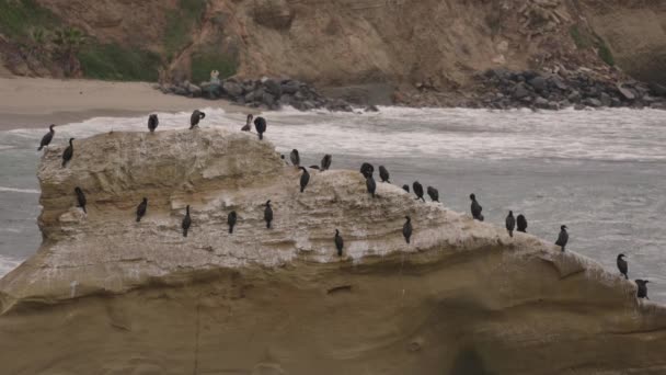 Brandt Cormorant Marine Bird Cormorant Family Seabirds Inhabits Pacific Coast — Stock Video