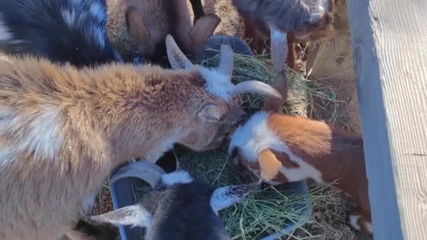 かわいいヤギ ヤギカプラ牧場で干し草を食べる — ストック動画