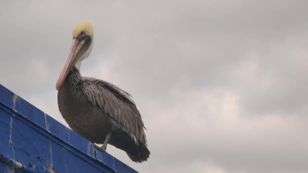 Καλιφόρνια Brown Pelican Pelecanus Occidentalis Ακτή Ειρηνικού — Αρχείο Βίντεο