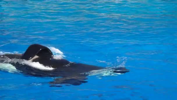 Orca Encounter Killer Whale Oceanic Dolphin Family Swim Jump Splash — Stock Video