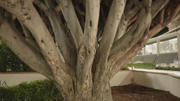 在Coronado的龙树Dracaena — 图库视频影像