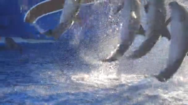 Dolphin Dolphins Show Large Pool Aquatic Mammals Плавець Стрибок Гра — стокове відео