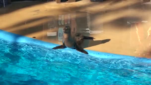 Шоу Sea Lion Otter Seaworld Сан Диего Калифорния — стоковое видео