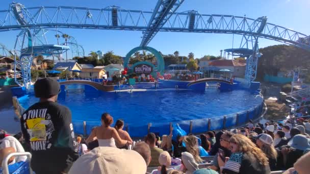 Dolphin Dolphins Show Large Pool Aquatic Mammals Engelsk Svøm Hopp – stockvideo