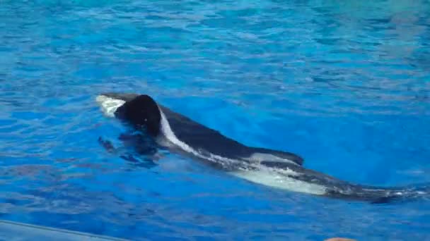欧卡遇到了海洋海豚族的虎鲸杀手 — 图库视频影像