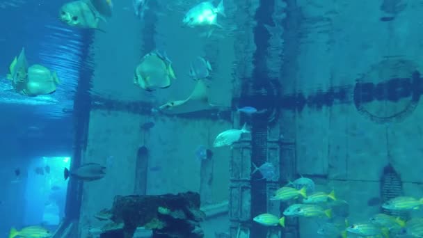 Ryby Stingray Akwarium Zbiornik Niebieski — Wideo stockowe