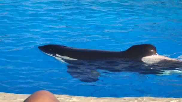 Orca Encuentro Killer Whale Oceanic Dolphin Family Nadar Saltar Chapotear — Vídeo de stock