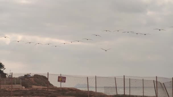 Stado Mew Mewy Ptaki Latające Nad Brzegiem Plaży — Wideo stockowe