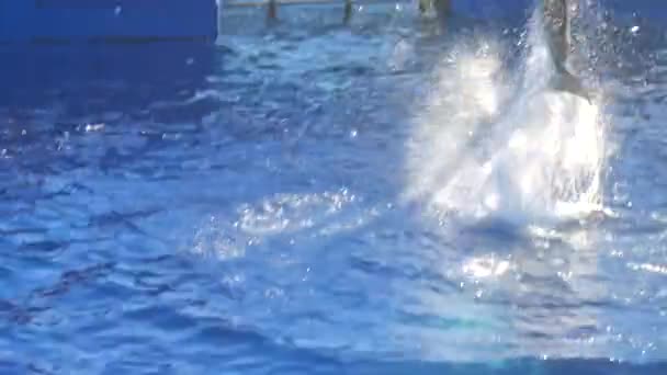 Delfindelfinek Kiállítása Vízi Emlősök Nagy Medencéjében Ússz Ugorj Játssz Fröcskölj — Stock videók