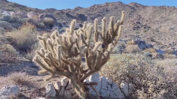 Pianta Cactus Cacti Cactaceae Caryophyllales Nel Deserto — Video Stock