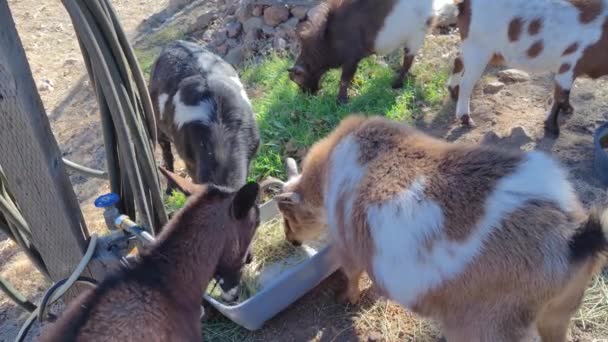 Χαριτωμένες Κατσίκες Κατσίκα Capra Hircus Τρώει Hay Μια Φάρμα — Αρχείο Βίντεο