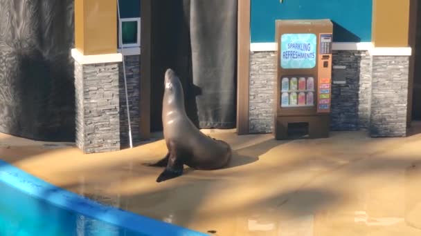 Sea Lion Otter Show Seaworld San Diego Californië — Stockvideo