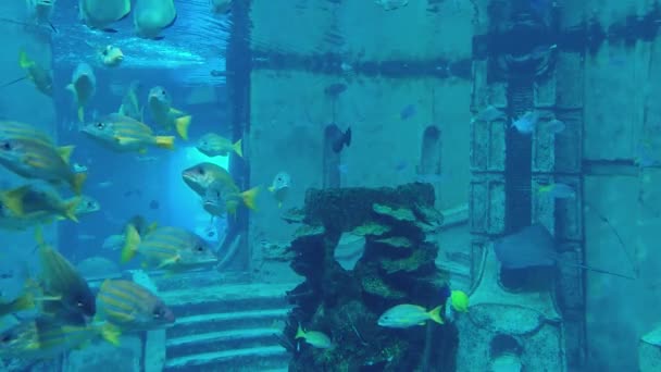 Fishes Fish Stingray Aquarium Tank Blue — Stock Video