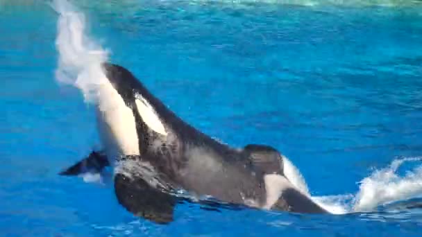 Orca Encounter Killer Whale Dari Oceanic Dolphin Family Berenang Lompat — Stok Video