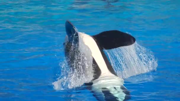 Orca Encounter Killer Whale Delfíní Rodiny Oceanic Plavat Skákat Cákat — Stock video