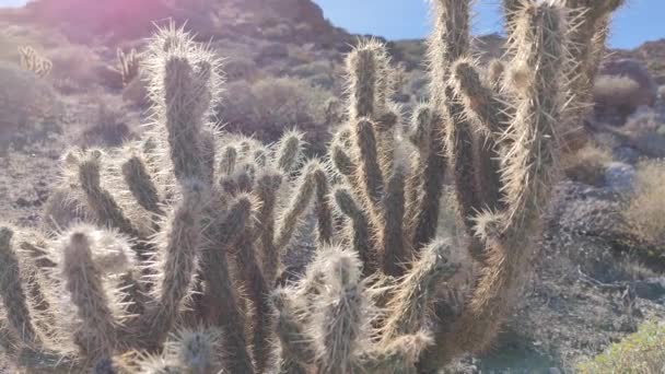 Kaktüs Kaktüs Bitkisi Kaktaceae Caryophyllales Desert — Stok video