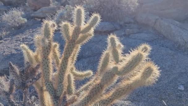 Pianta Cactus Cacti Cactaceae Caryophyllales Nel Deserto — Video Stock