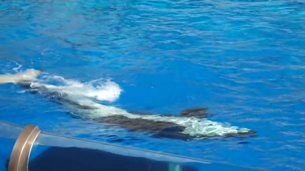 Orca Encuentro Killer Whale Oceanic Dolphin Family Nadar Saltar Chapotear — Vídeos de Stock