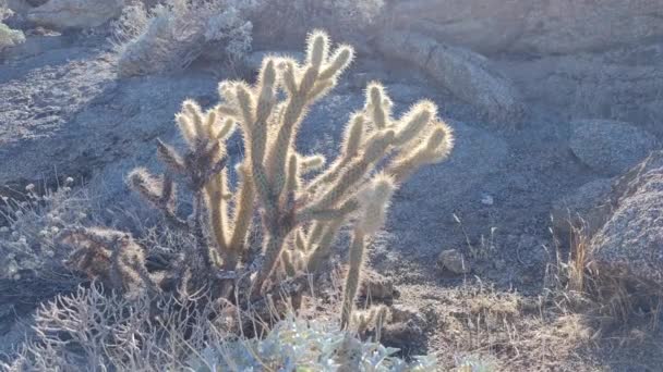 Cactus Cacti Plant Cactaceae Caryophyllales Desert — Vídeo de Stock