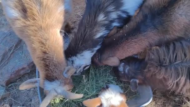 Şirin Keçiler Çiftlikte Saman Yiyen Keçi Capra Hircus — Stok video