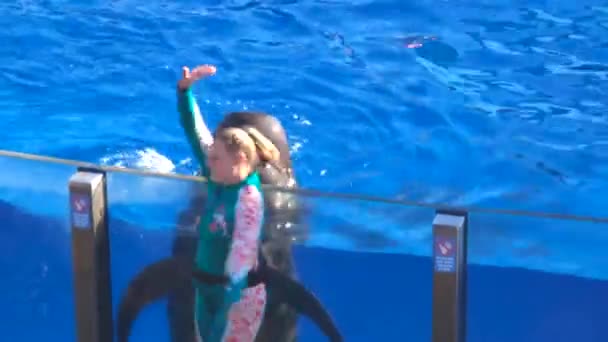 Dolphin Dolphins Show Στο Big Pool Aquatic Mammals Κολύμπι Άλμα — Αρχείο Βίντεο