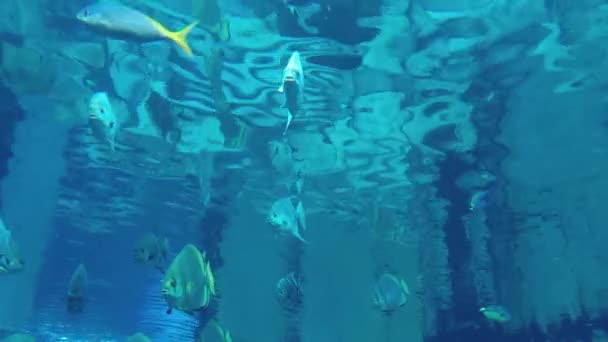 Ψάρια Ψάρια Και Stingray Στο Ενυδρείο Δεξαμενή Μπλε — Αρχείο Βίντεο