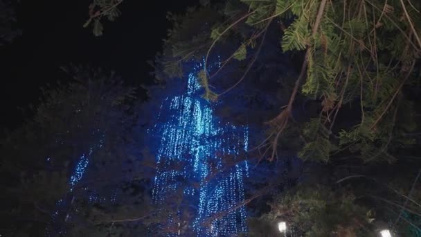 Spektakulära Norfolk Island Pines Light Show Elektriskt Ljus Utomhus Julgran — Stockvideo