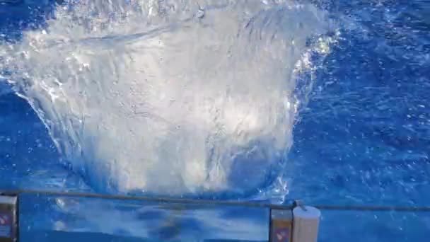 Delphine Show Großen Pool Wassersäugetiere Schwimmen Springen Spielen Und Planschen — Stockvideo