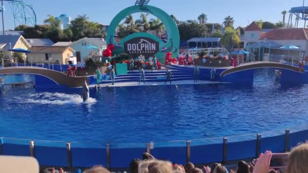Шоу Дельфинов Большом Бассейне Водных Млекопитающих Плавать Прыгать Играть Всплеск — стоковое видео
