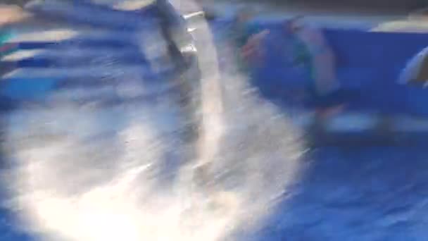 イルカ大型プールでのイルカショー水棲哺乳類 ジャンプする スプラッシュ — ストック動画