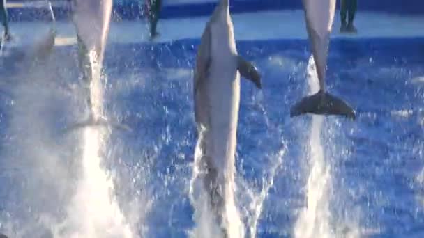 Delfiny Pokazują Się Dużych Basenach Ssaków Wodnych Pływać Skakać Bawić — Wideo stockowe