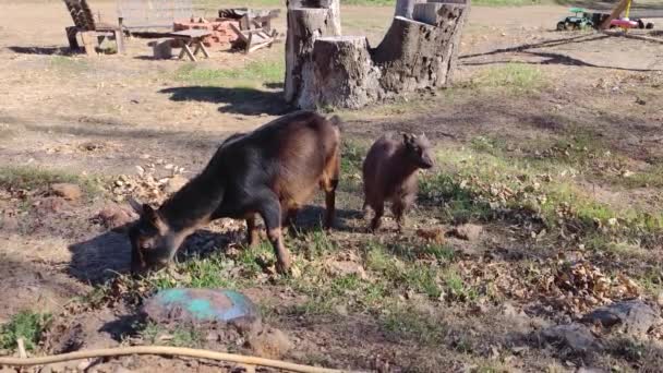 Χαριτωμένες Κατσίκες Κατσίκα Capra Hircus Τρώει Hay Μια Φάρμα — Αρχείο Βίντεο