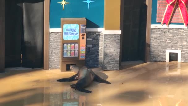 Sea Lion Otter Show Seaworld San Diego California — Vídeos de Stock