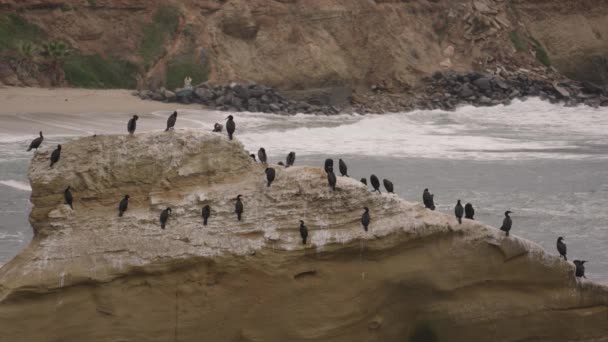 Brandt Cormorant Marine Bird Tillhör Skarvarfamiljen Sjöfåglar Som Bor Nordamerikas — Stockvideo