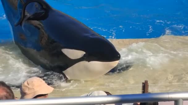 Orca Encounter Killer Whale Rodziny Oceanic Dolphin Płyń Skacz Splash — Wideo stockowe