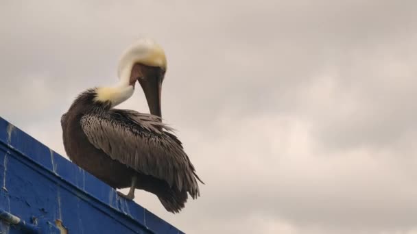 California Brown Pelican Pelecanus Occidentalis Pacific Coast — Vídeo de Stock