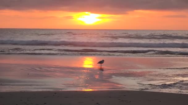 Mewa Mewa Ptak Spacerując Plaży Podczas Zachodu Słońca — Wideo stockowe