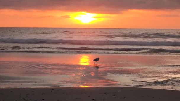 日落时海鸥海鸥在沙滩上散步 — 图库视频影像