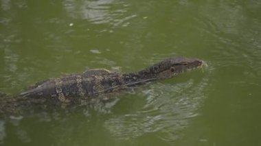 Giant Monitor Lizard Varanus Swimming on the Lake in Bangkok Park Thailand