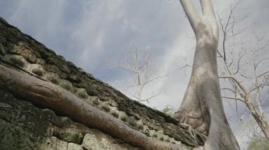 Ta Prohm Temple Bayon Style in Angkor Archeological Park - Tree Roots Over Stones, Probing Walls and Terraces Apart