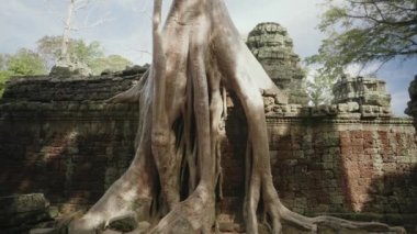 Ta Prohm Temple Bayon Style in Angkor Archeological Park - Tree Roots Over Stones, Probing Walls and Terraces Apart