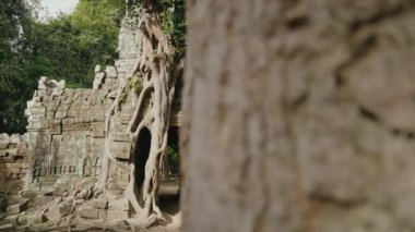 The Khmer temple of Ta Som - Tree growing atop the historical main gateway