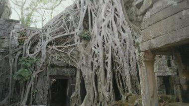 Ta Prohm Temple Bayon Style in Angkor Archeological Park - Tree Roots Over Stones, Probing Walls and Terraces Apart