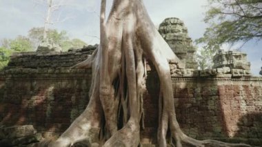Ta Prohm Temple Bayon Style in Angkor Archeological Park - Tree Roots Over Stones, Probing Walls and Terraces Apart