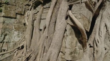 The Khmer temple of Ta Som - Tree growing atop the historical main gateway