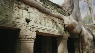 Ta Prohm Temple Bayon Style in Angkor Archeological Park - Tree Roots Over Stones, Probing Walls and Terraces Apart